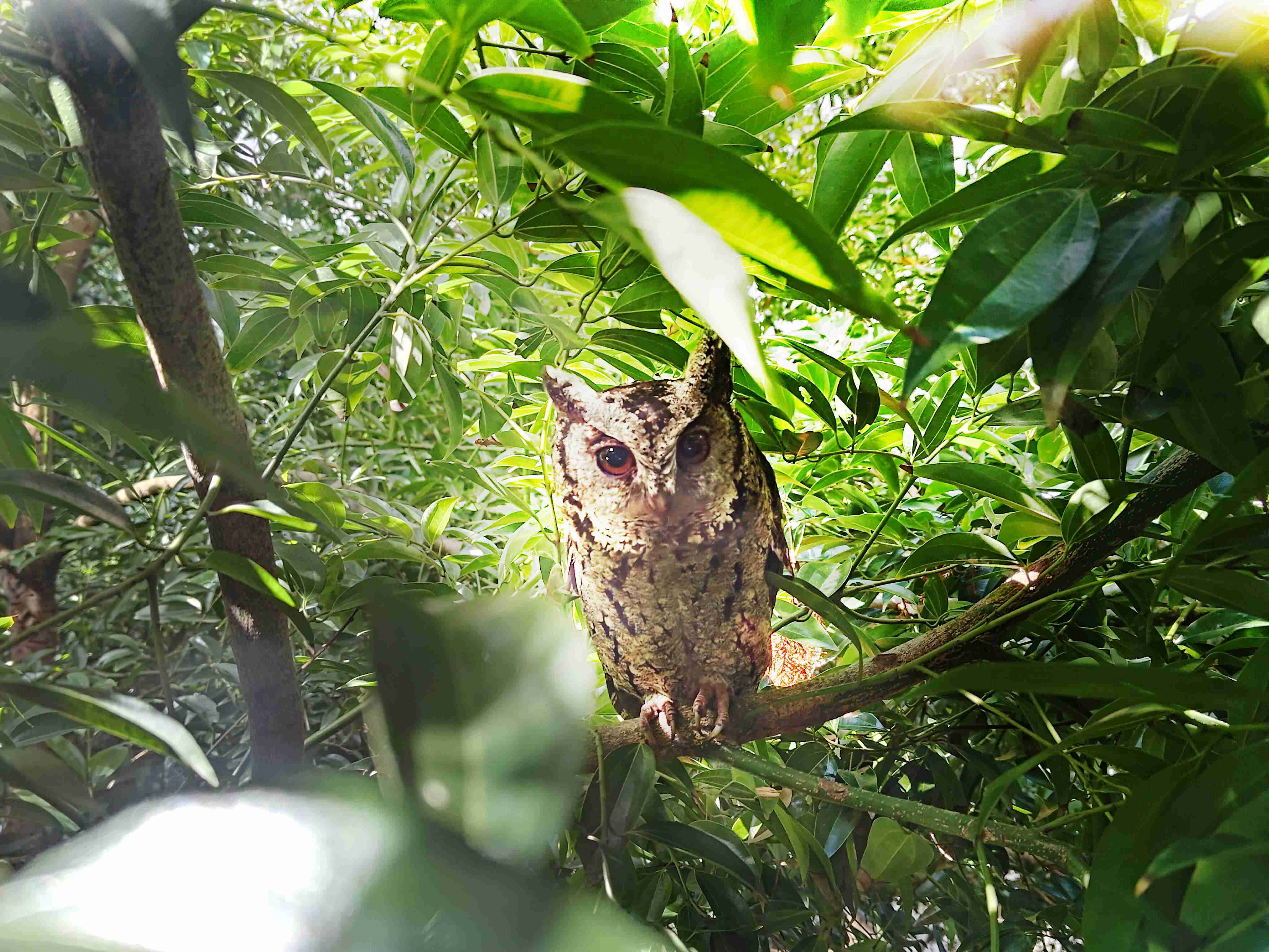 传奇国际致力提倡净零绿生活，，，16年以来在全球各厂区植树逾百万棵，，，造就各厂区树木蔚然成林，，，犹如森林工厂，，，成为许多生物的栖息地